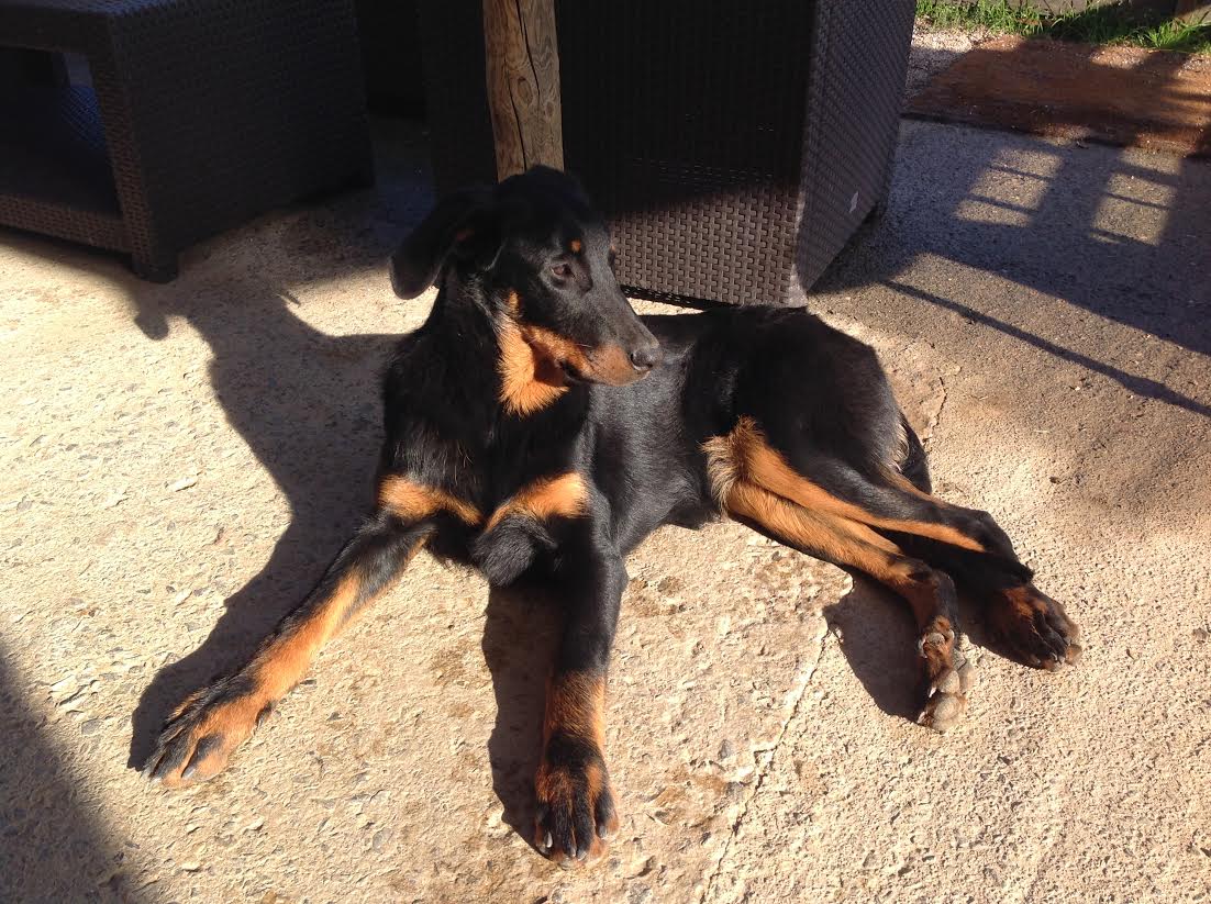 domainedelalicorne.fr Elevage de beauceron chiot beauceron pure race élevage du clos de la licorne elevage des gardiens de la licorne elevage beauceron noir et feu authentique gros gabarits élevage de Beauceron familial sérieux et qualité domainedelalicorne.fr suivi des chiots conseil d’éducation chiot propre bas rouge santé caractère spécialiste du beauceron noir et feu ou arlequin chien rustique berger de France  nos chiots sont élevés avec amour et attention notre passion au service de la qualité Beauceron de qualité et sportif domaine de la licorne 04380 BARRAS élevage en liberté éleveur berger de beauce élevage de beauceron de travail 
